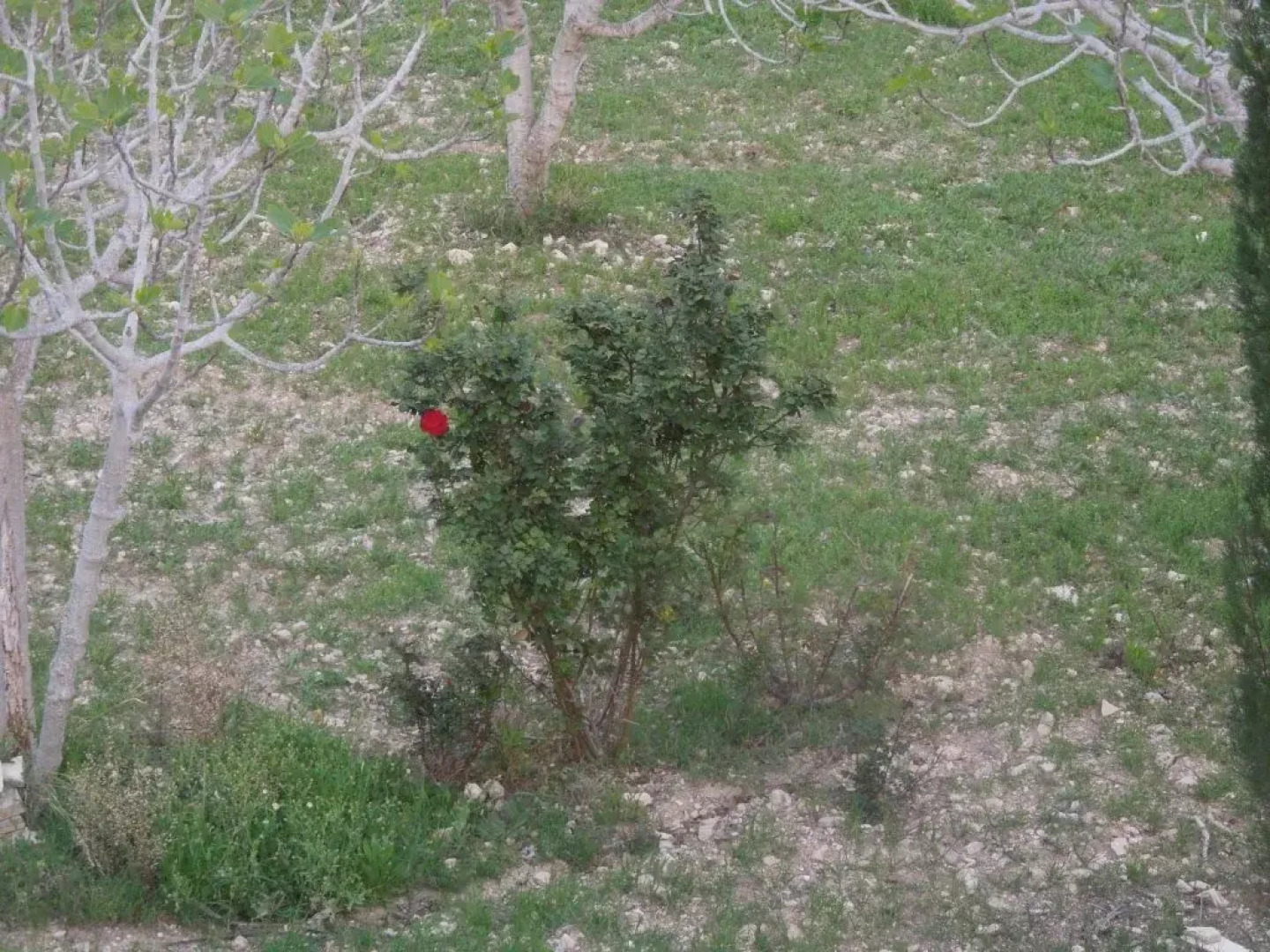 Adonis Palace rooms and Bungalows