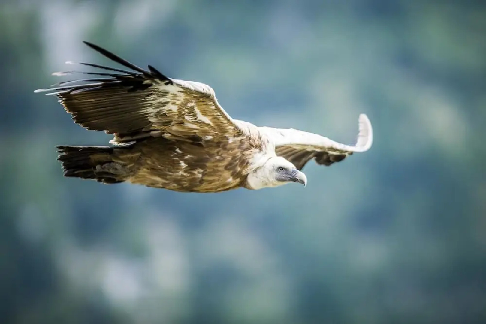 Terre des Baronnies. Cabanes