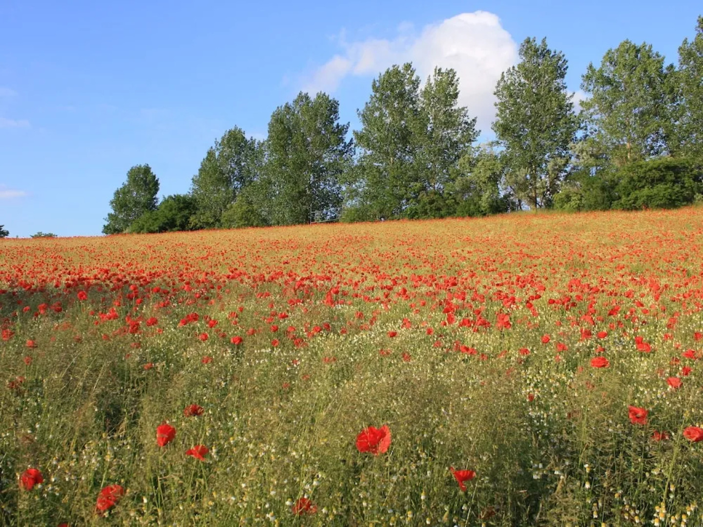 Peaceful Apartment in Wismar near Beach