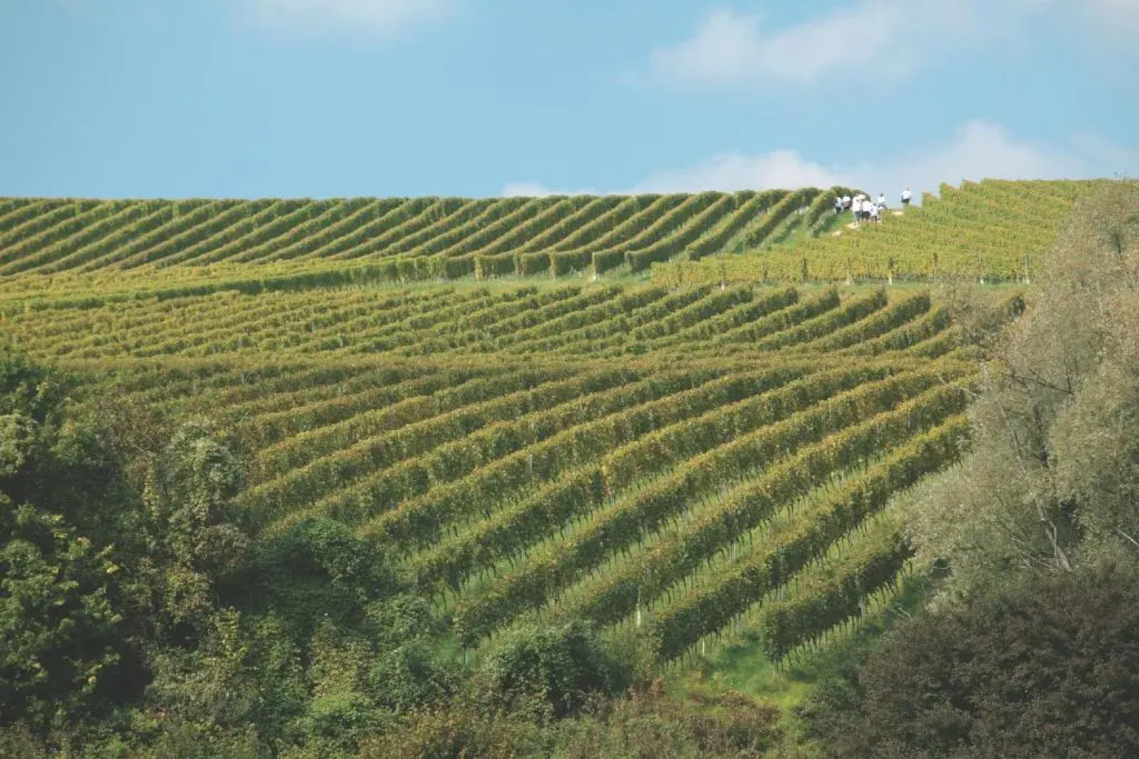 Rooms Bolfan Vinski Vrh