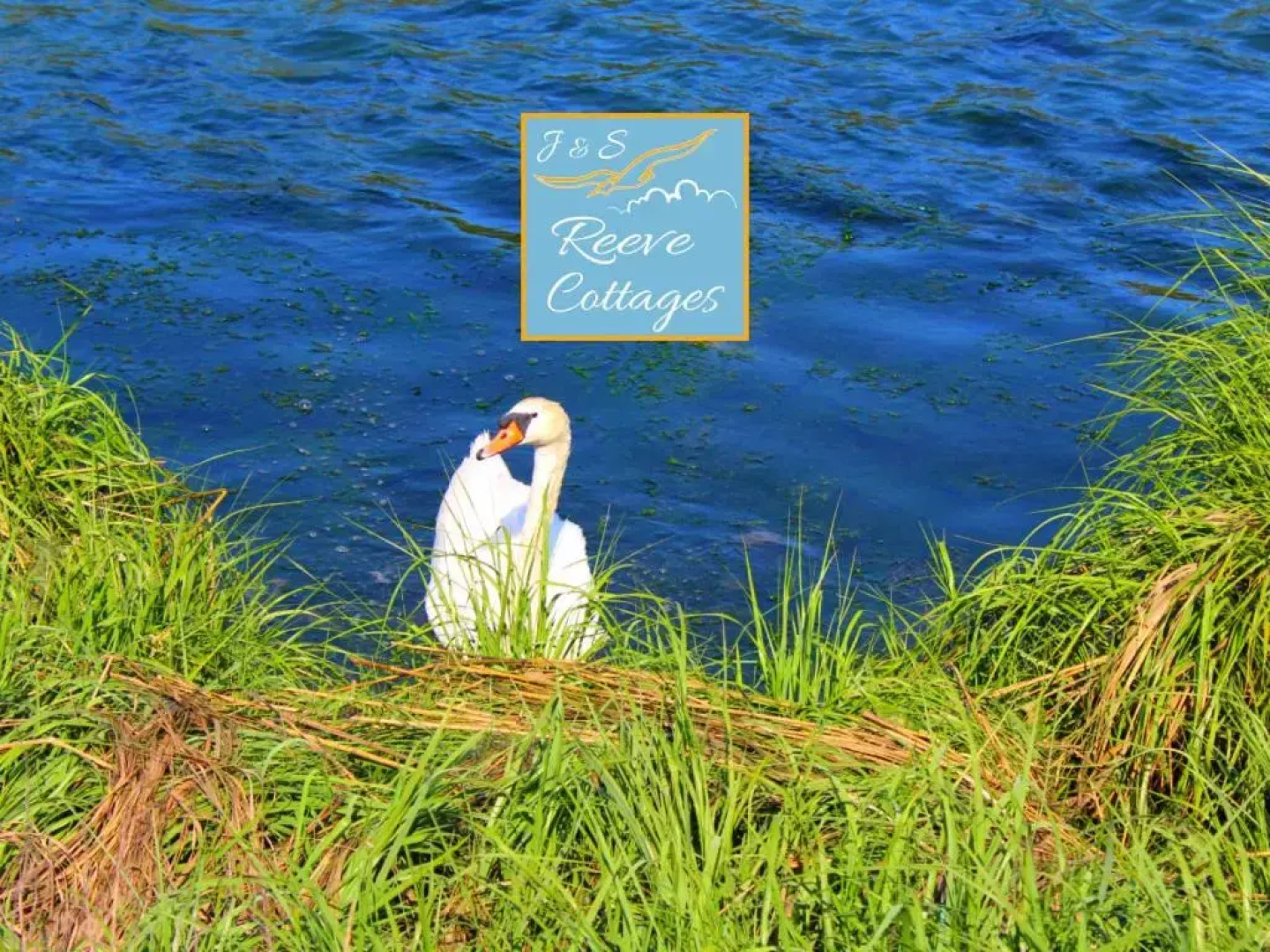 Premier Waterfront Cottage 2