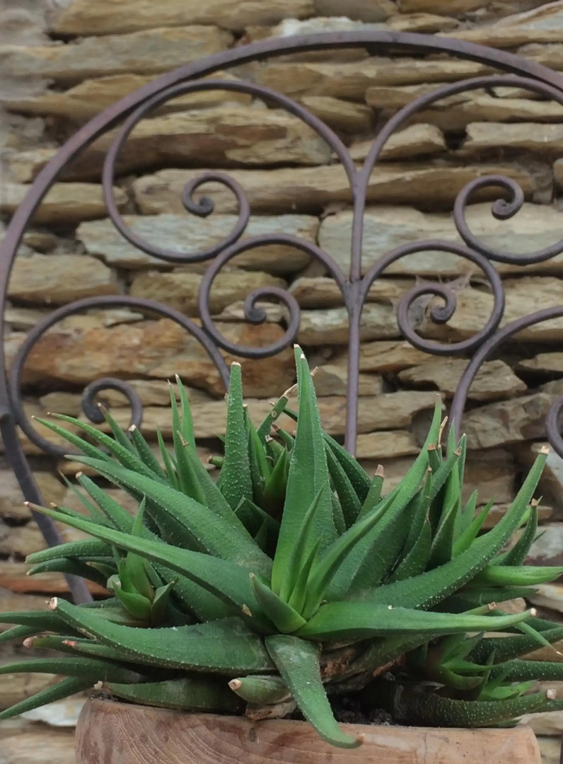 The Cottage 39 Steyn