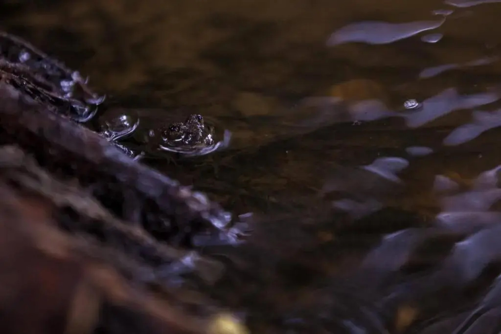 mastodon valley safari resort