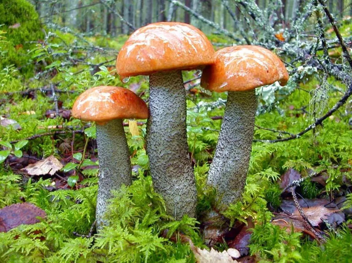 Guest Complex Volkovskoe