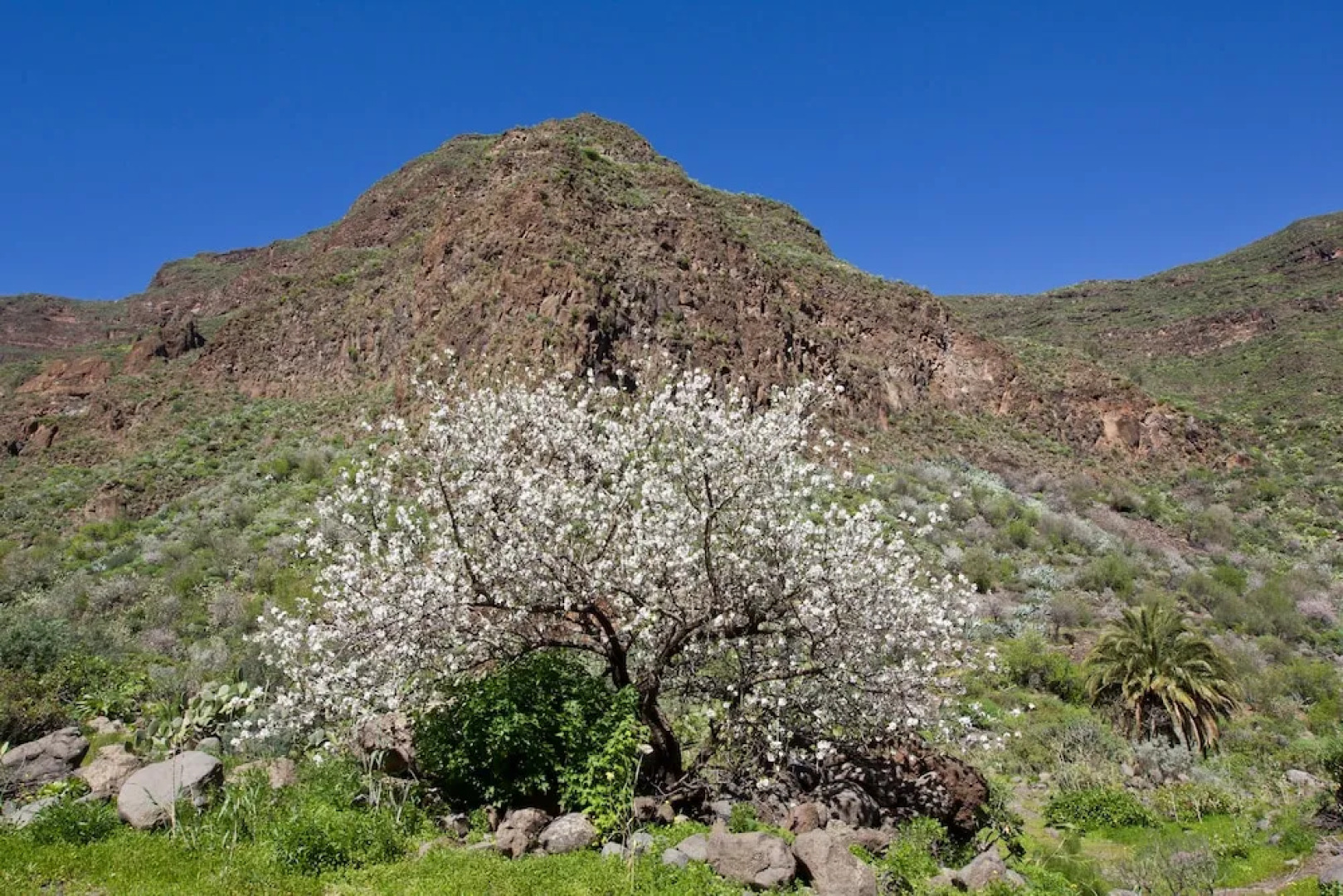 Casas Rurales de Guayadeque