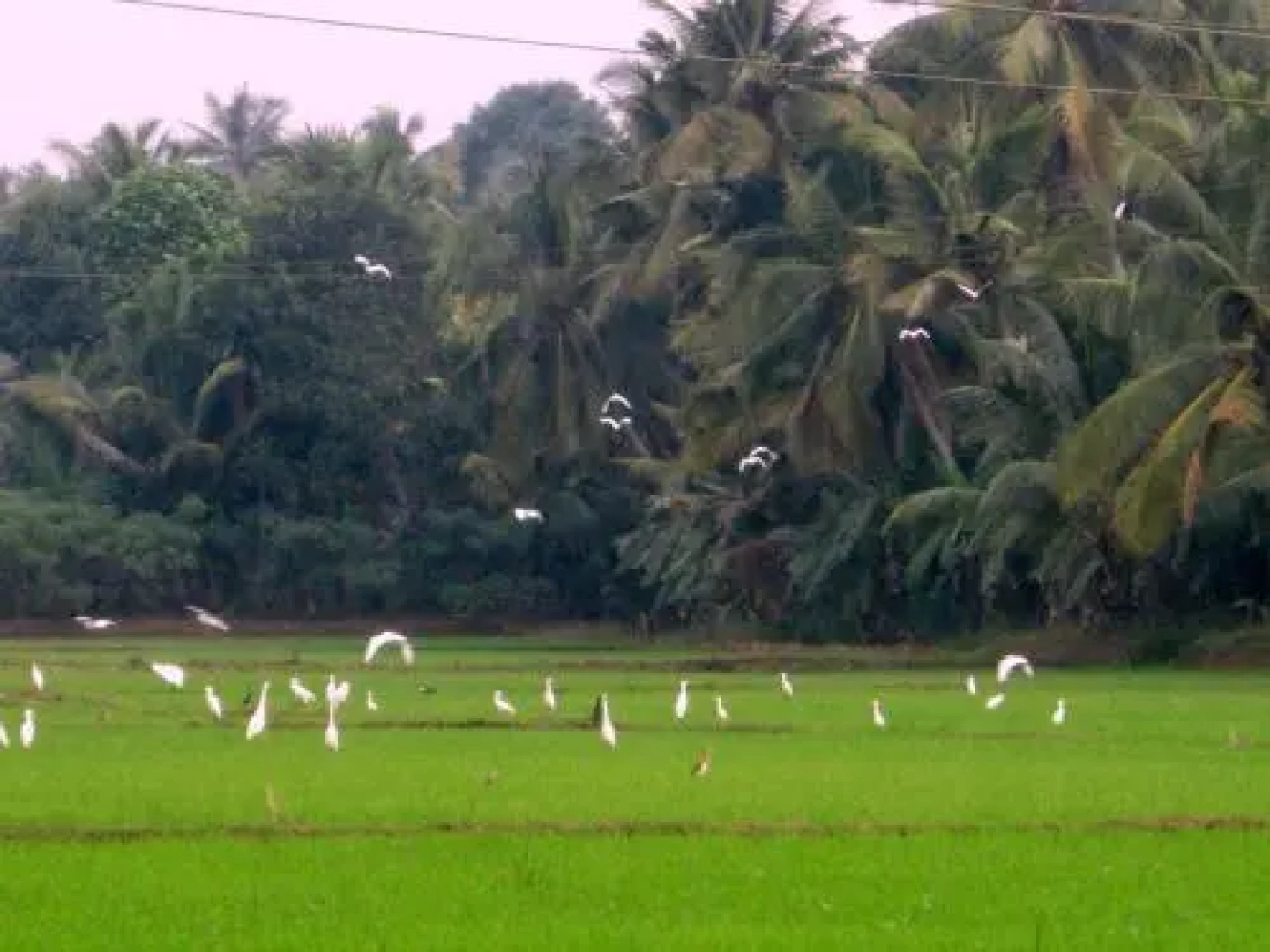 GK`s Riverview Homestay