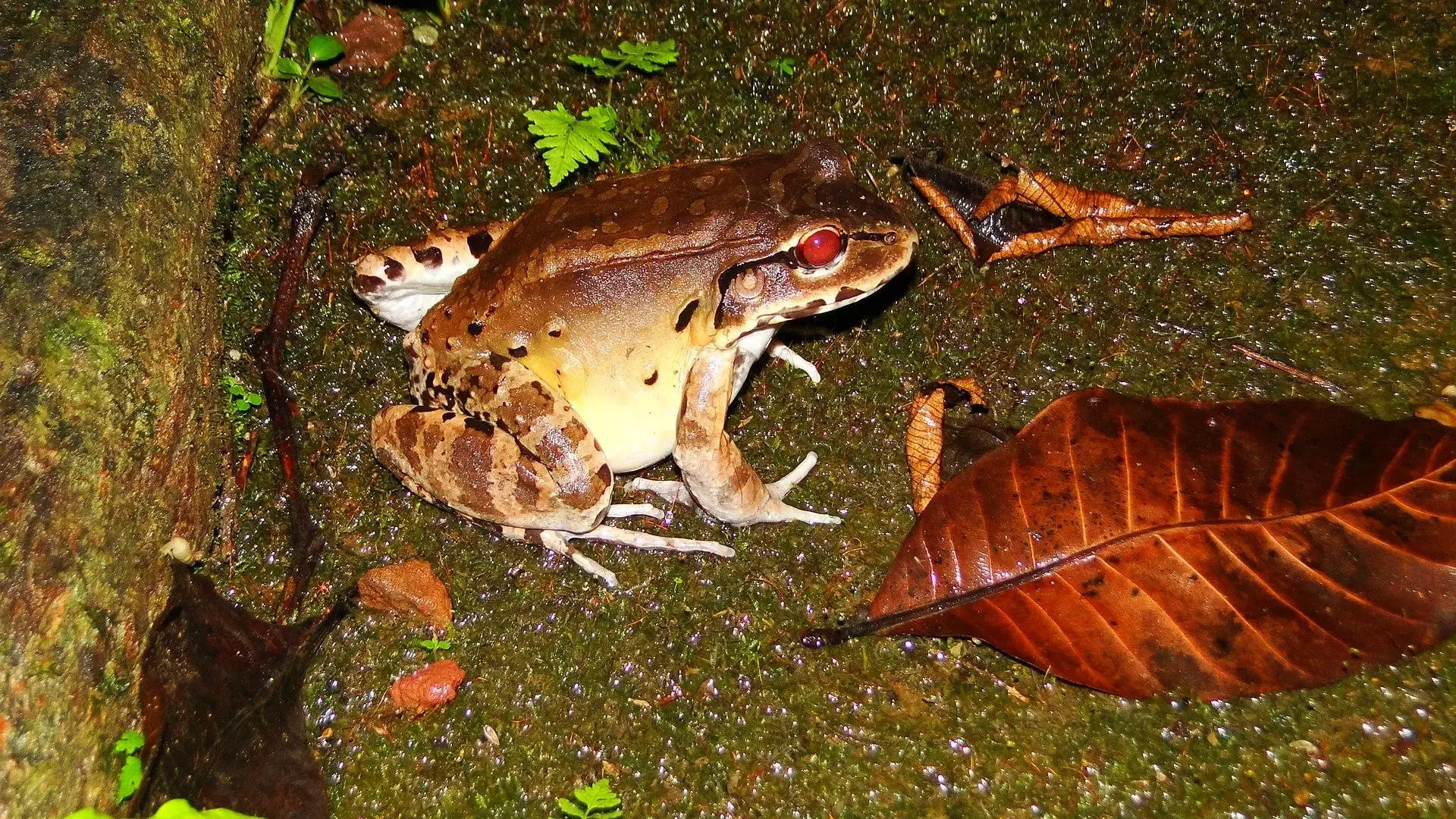 La Foresta Nature Resort