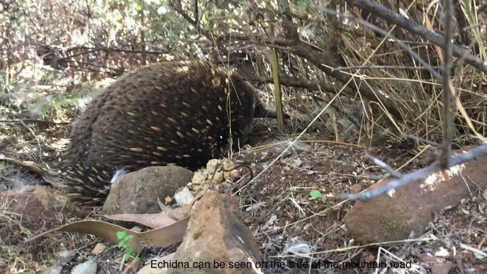 Penguin Seaside Homestay