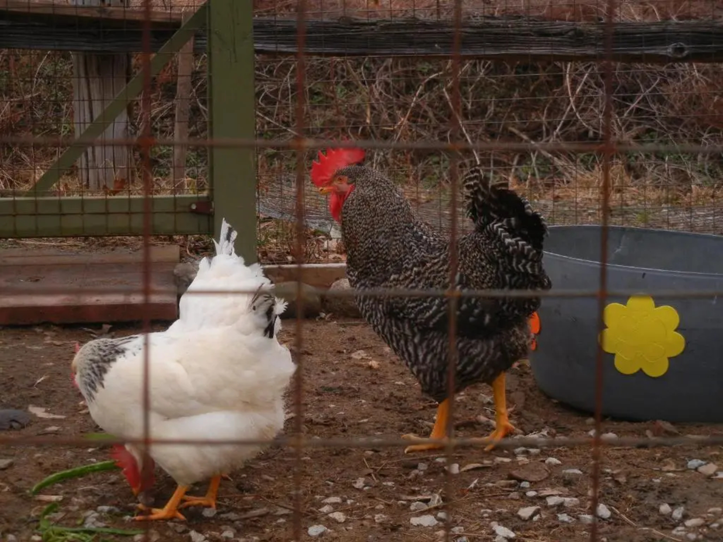 Duck Pond Bed & Breakfast Cottage