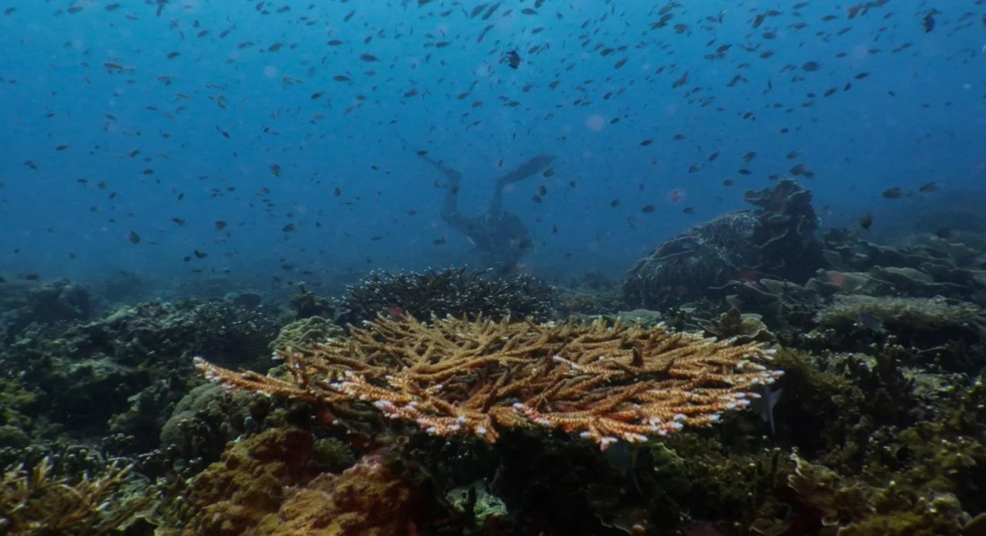 Aman Tioman Beach Resort