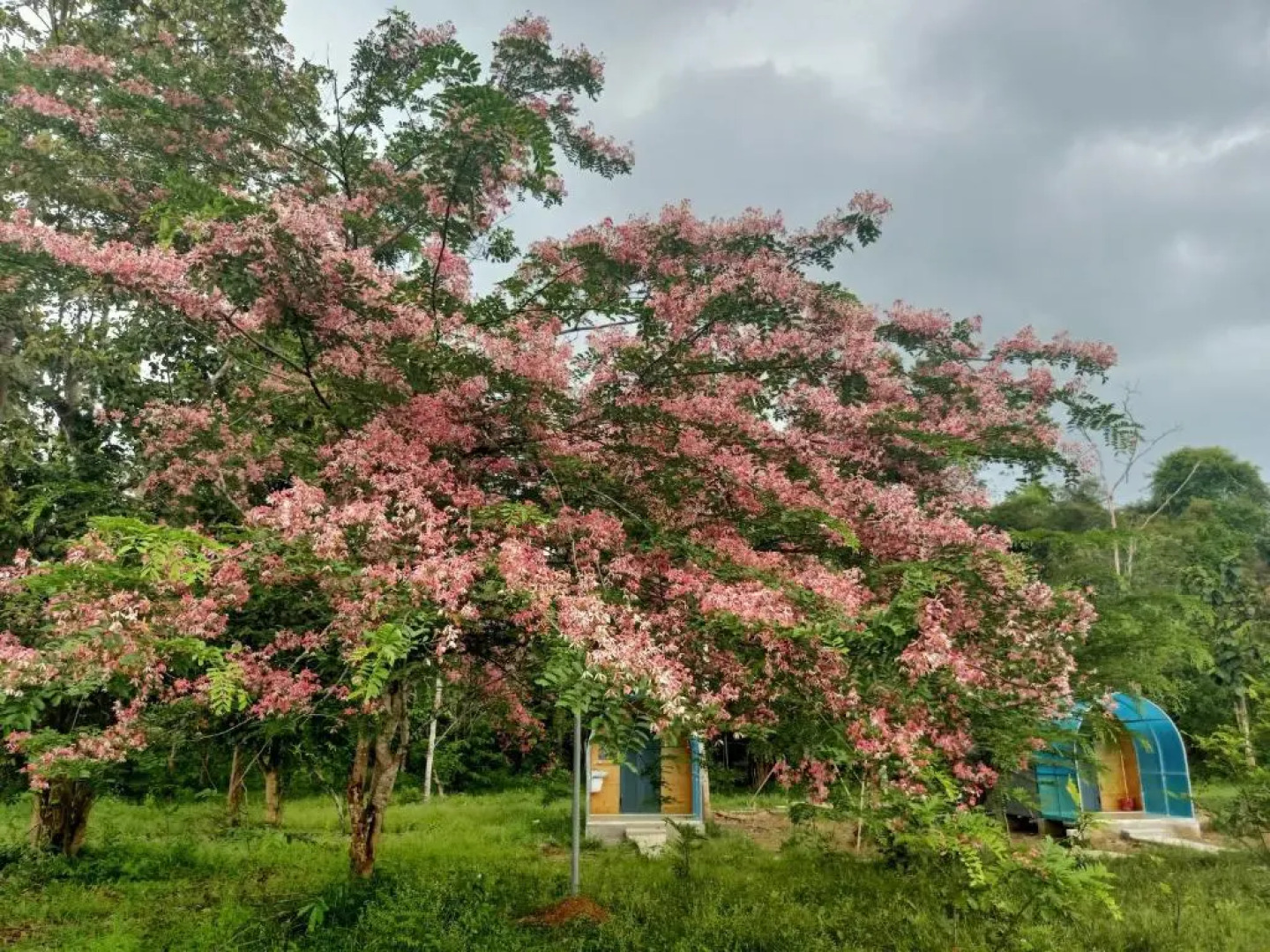 Rice straw Green lodge- resort
