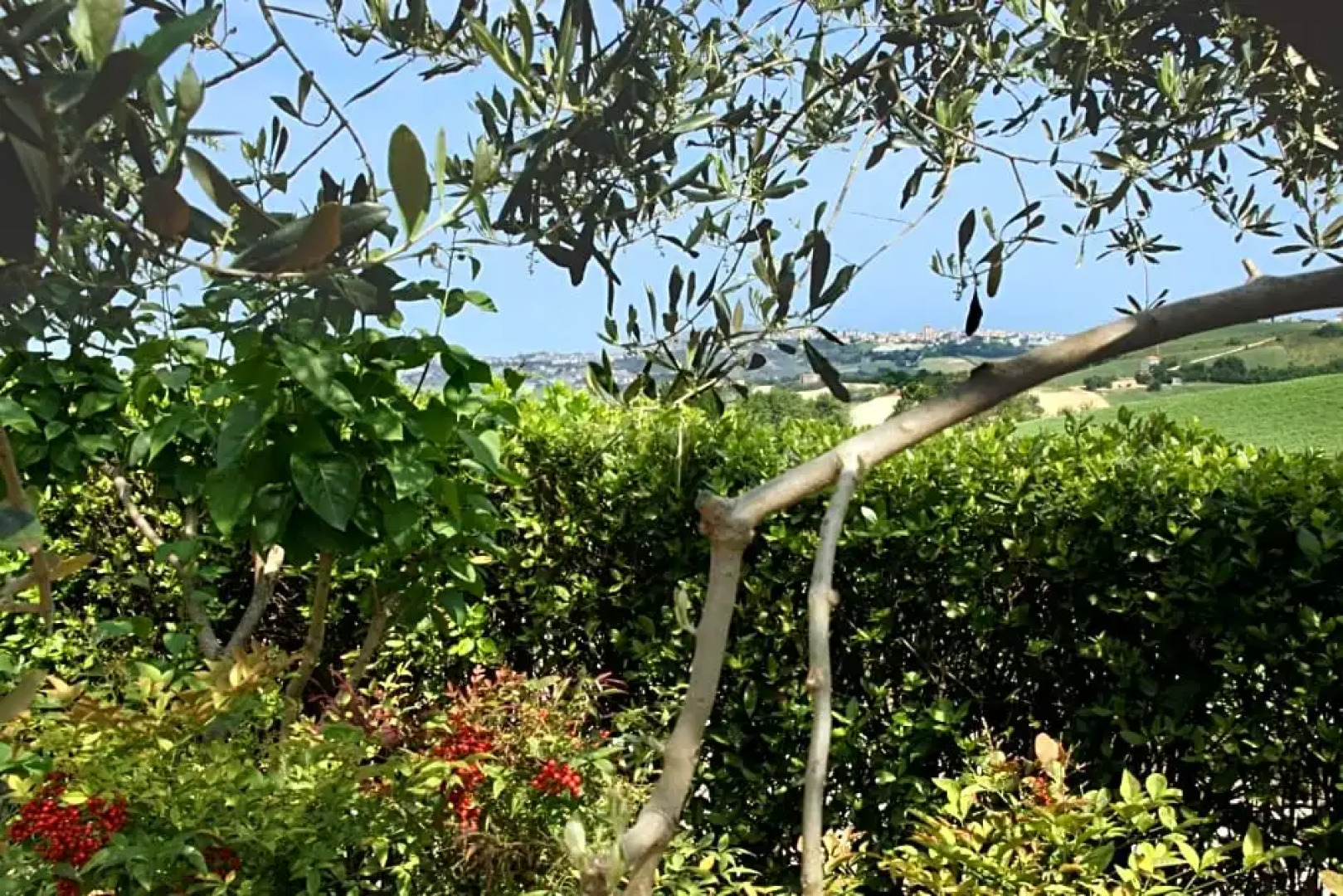 Ai Quattro Ulivi B&B