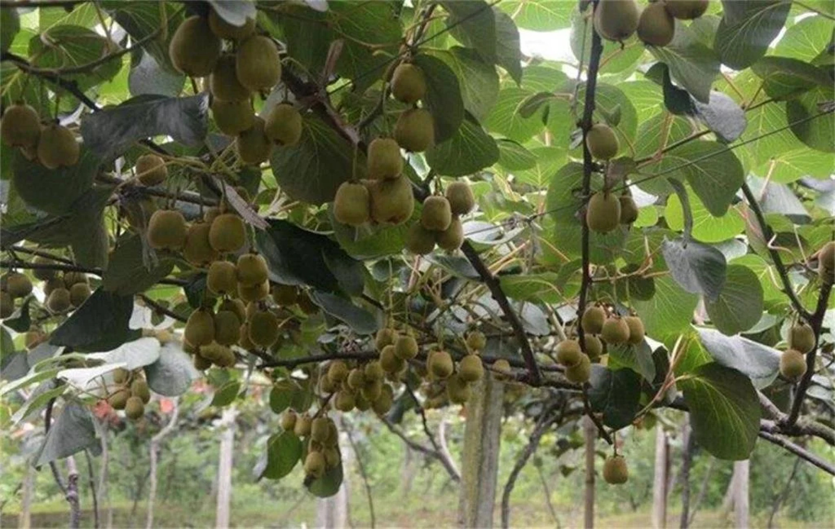 Mountain Bowang Natural Holiday Hotel