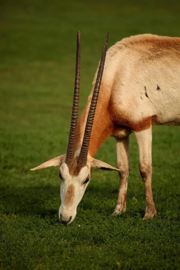 Brijuni Hotel Neptun