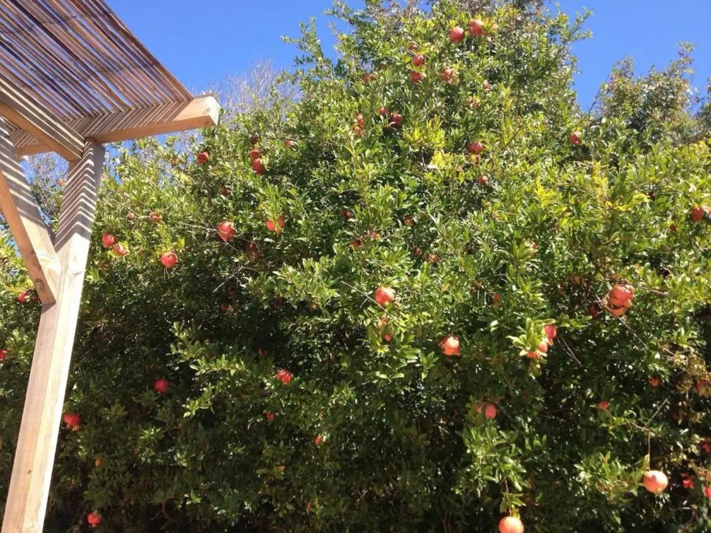 Τhe banana tree beach house