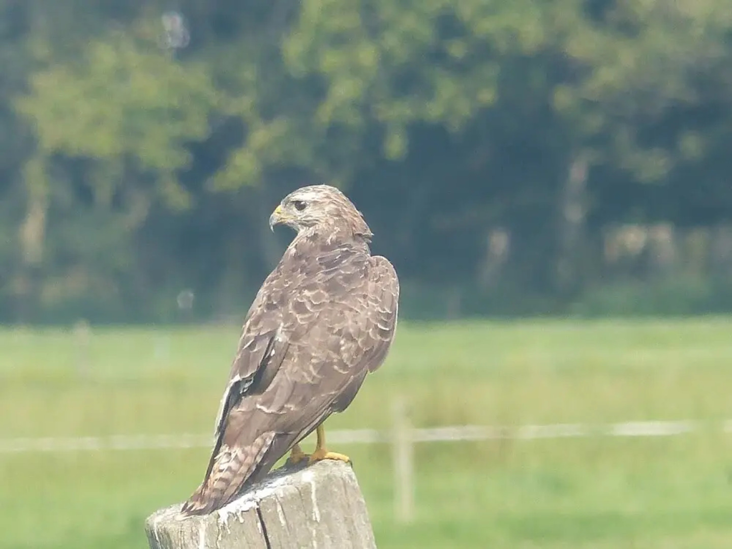 Luring Holiday Home in Callantsoog near Sea