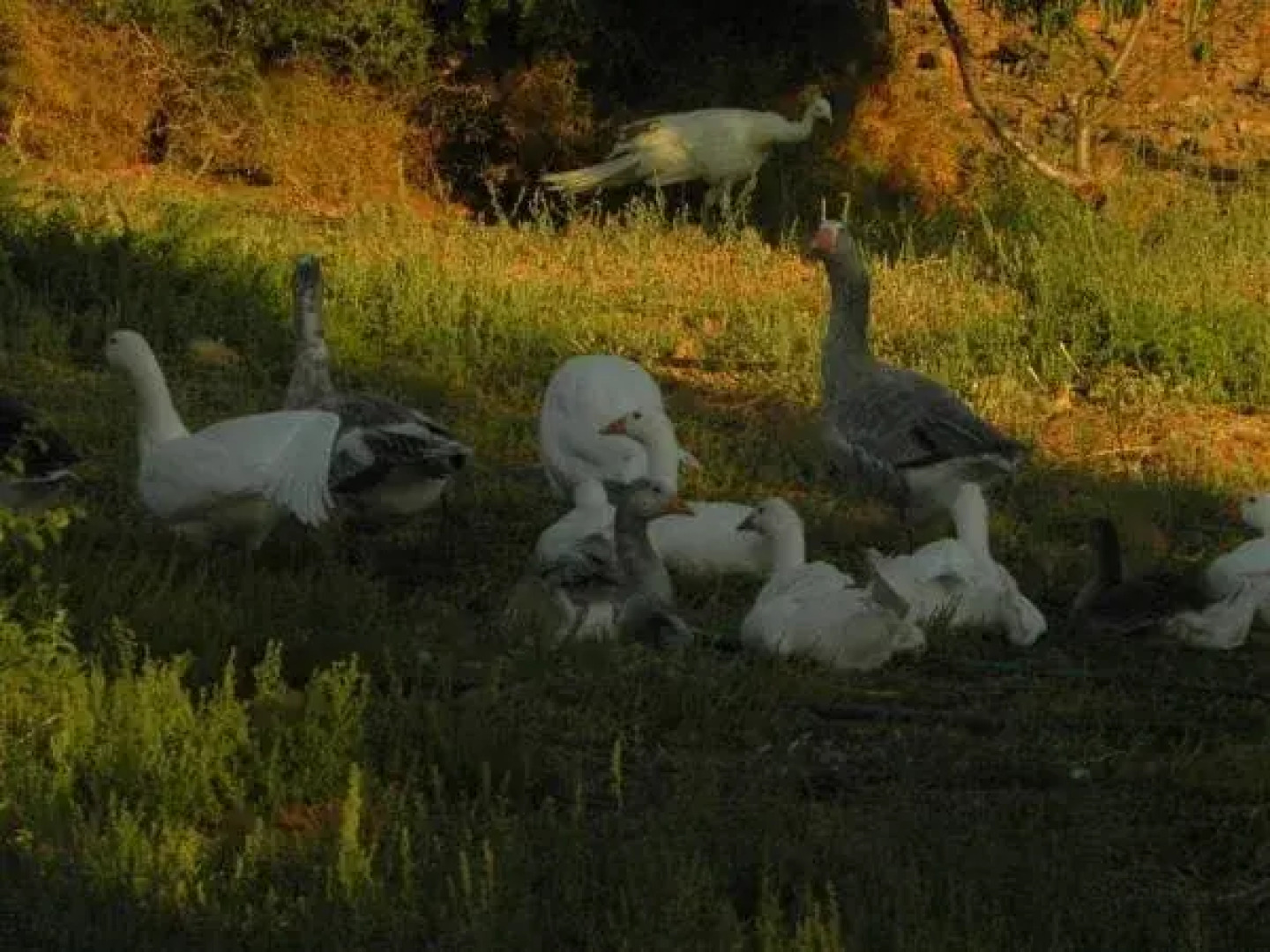 Samothraki Beach Apartments & Suites Hotel