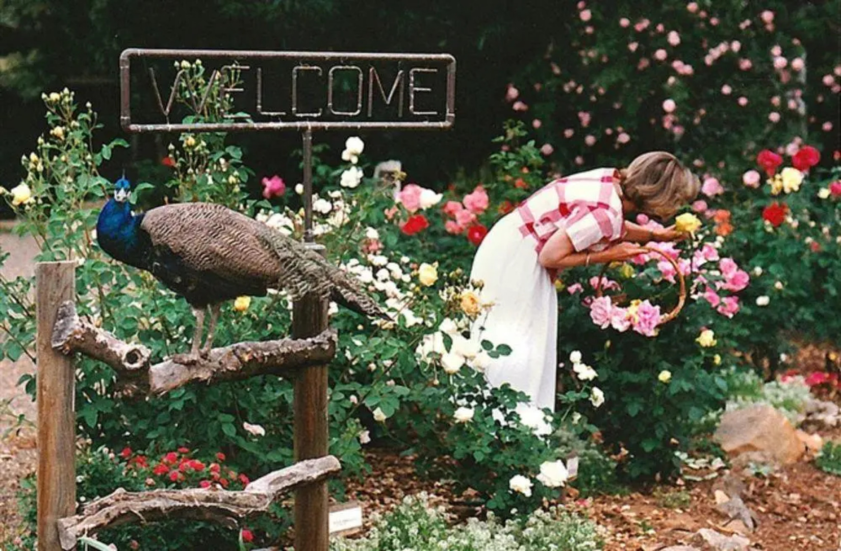 Wicky Up Ranch Bed and Breakfast