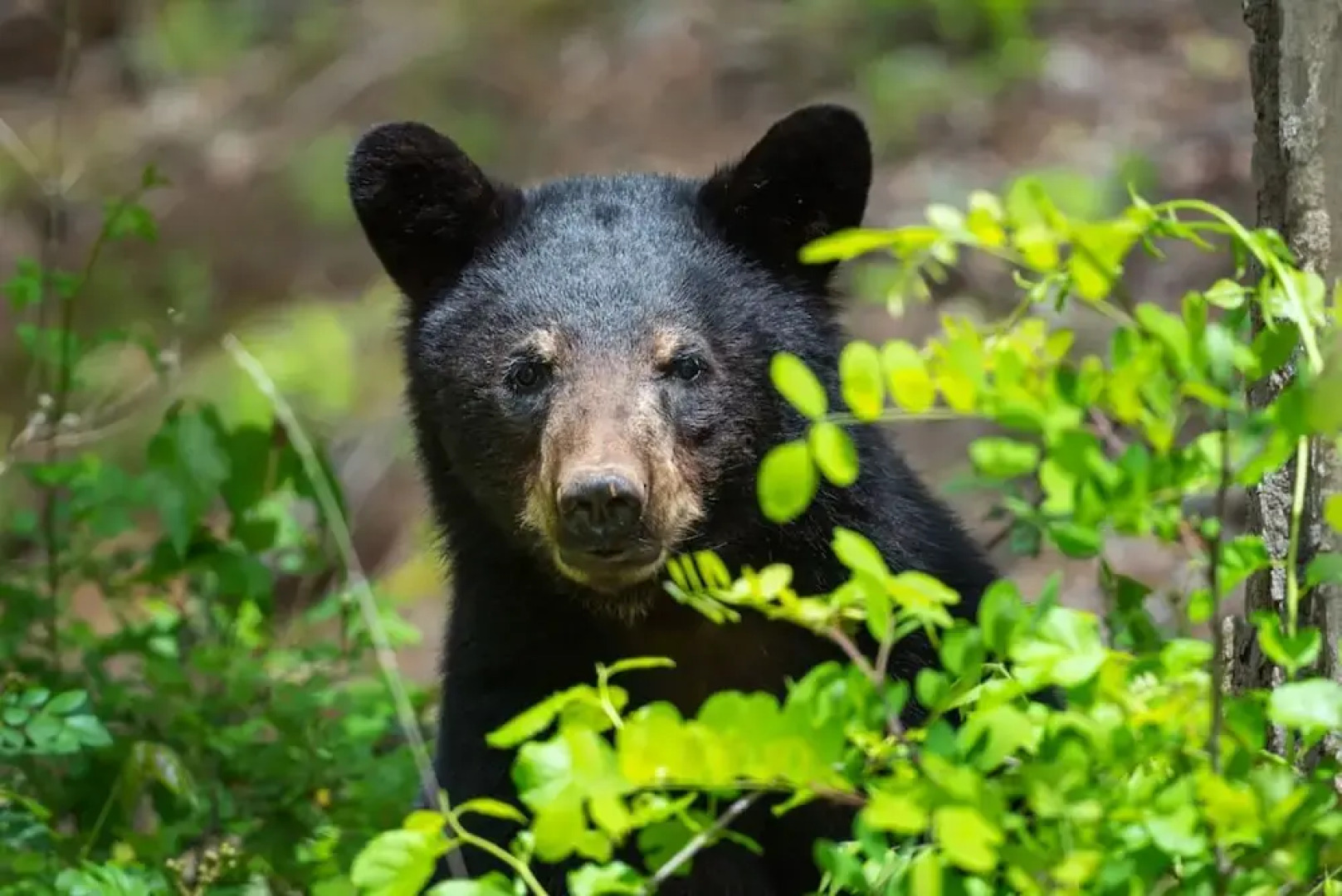 Rejuvenate in the Mtns w Sauna 5 min Drive to DT