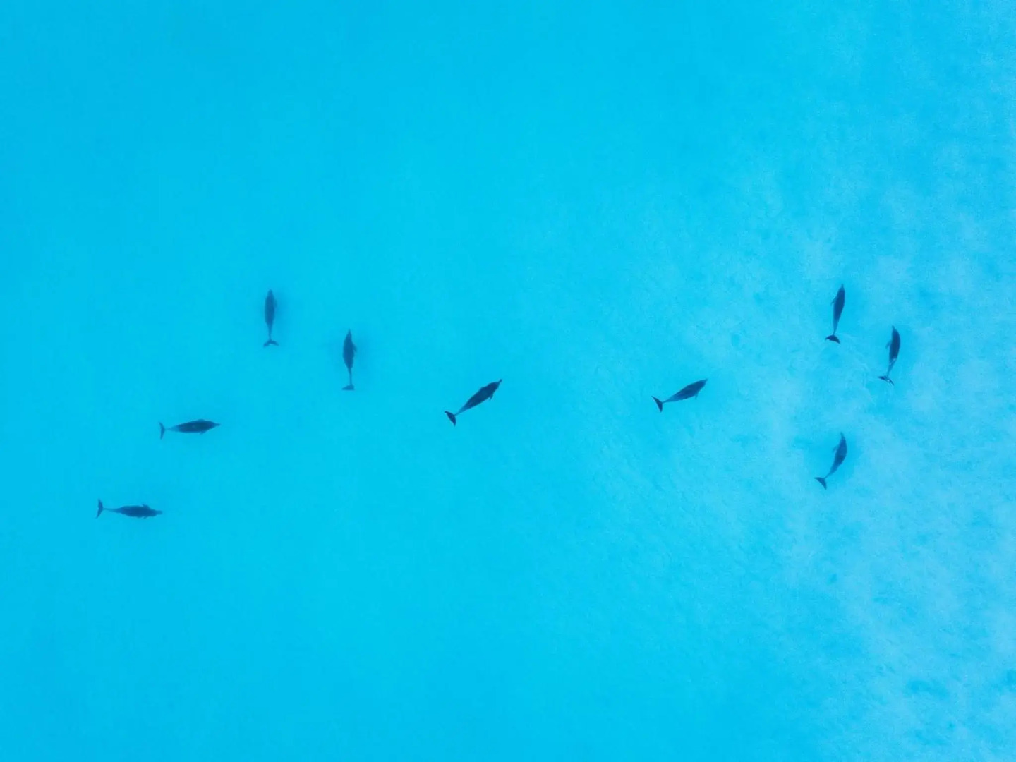 THE GREEN WHALER Hyams Beach 4pm Check Out Sundays except Peak season