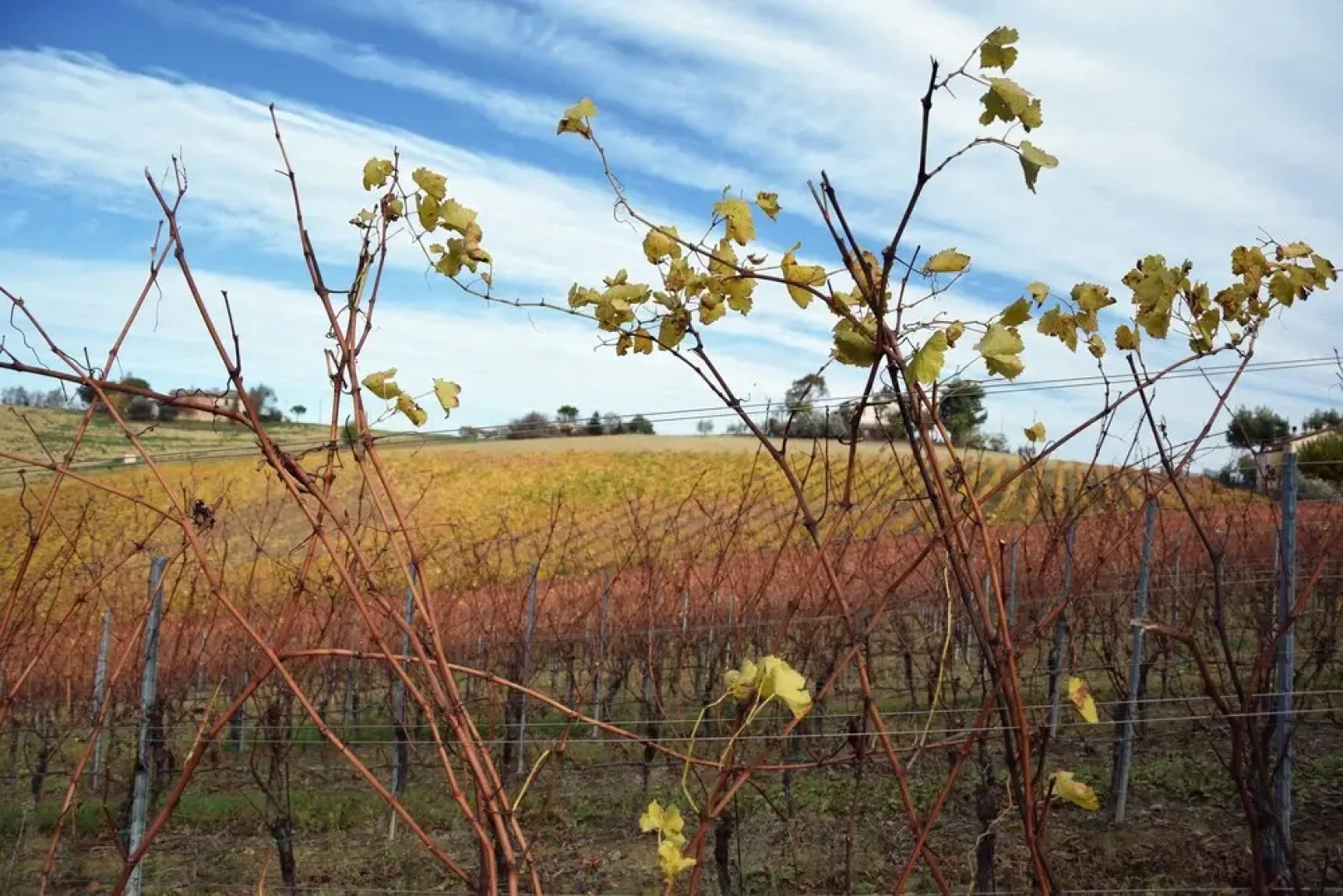 Agriturismo Al Rifugio DiVino