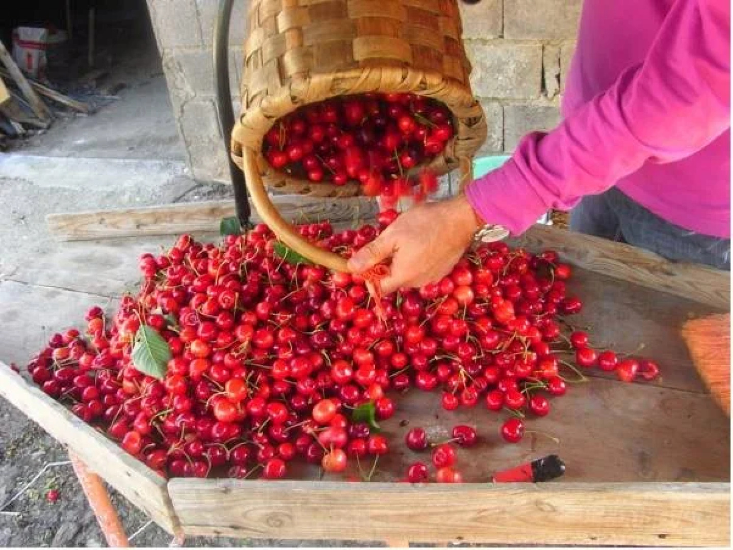 Casa Jardín de la Plata