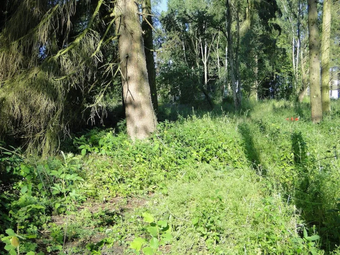 Bispinger Heidezauber