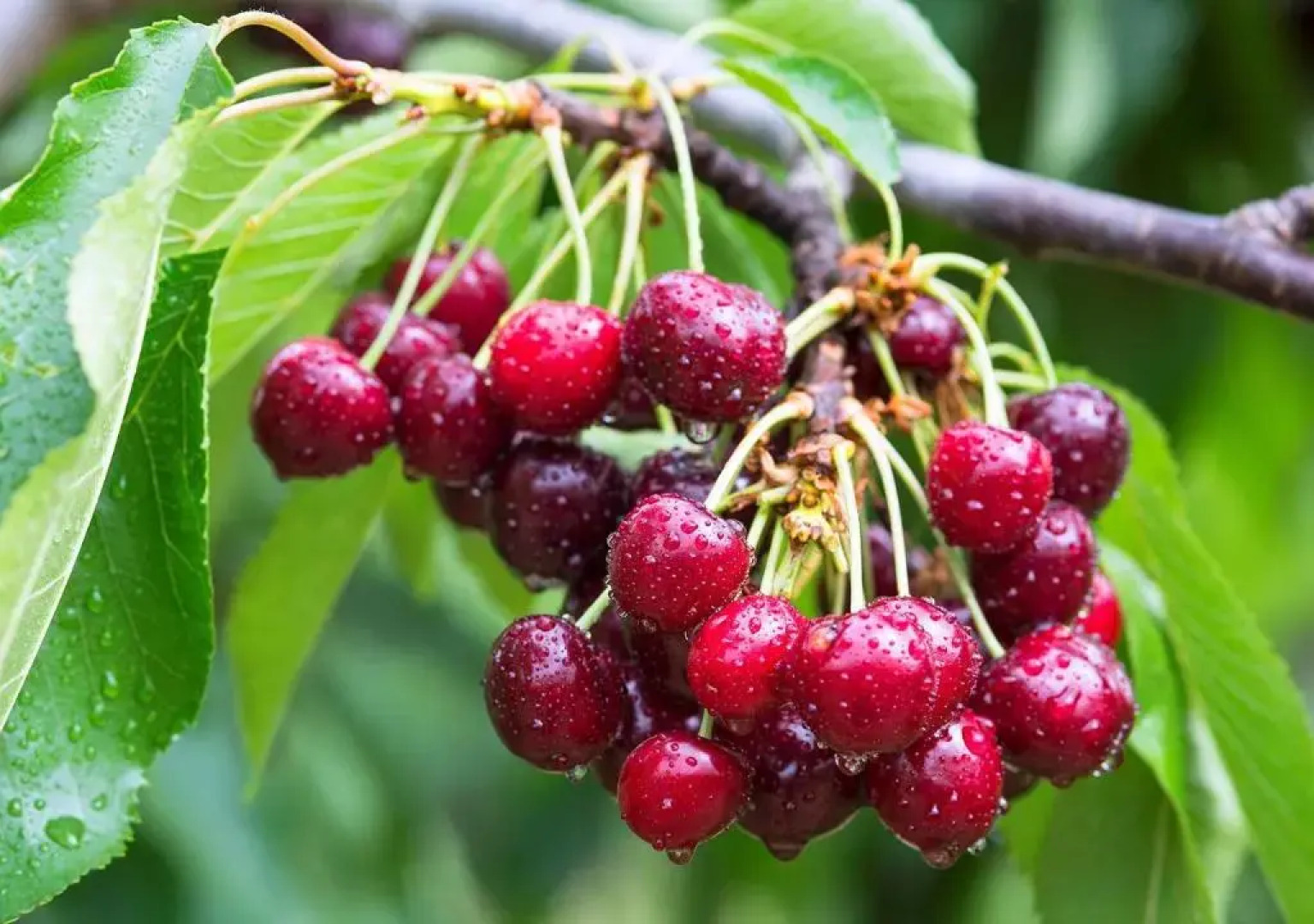 House On The Mountain