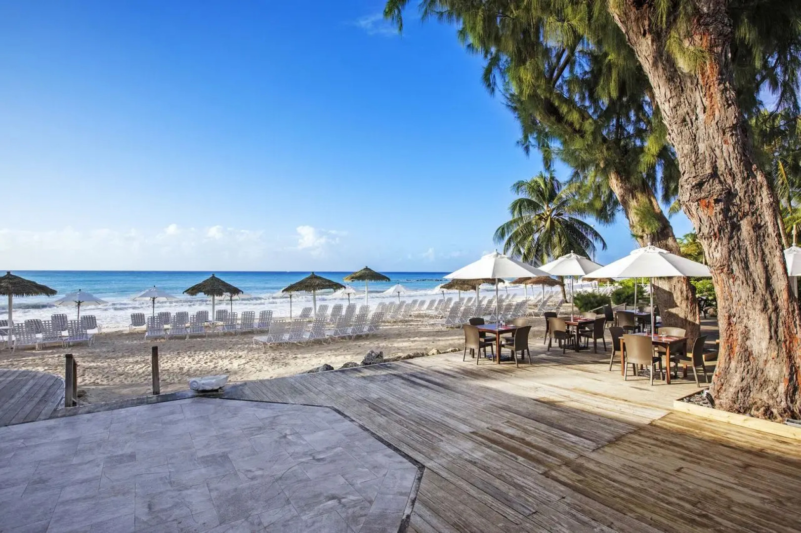 Bougainvillea Barbados