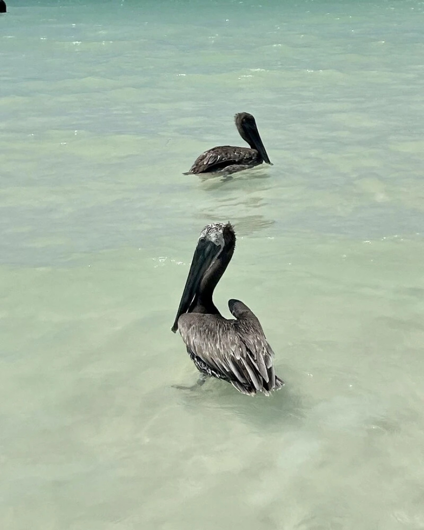 Beach Club Escape Holbox