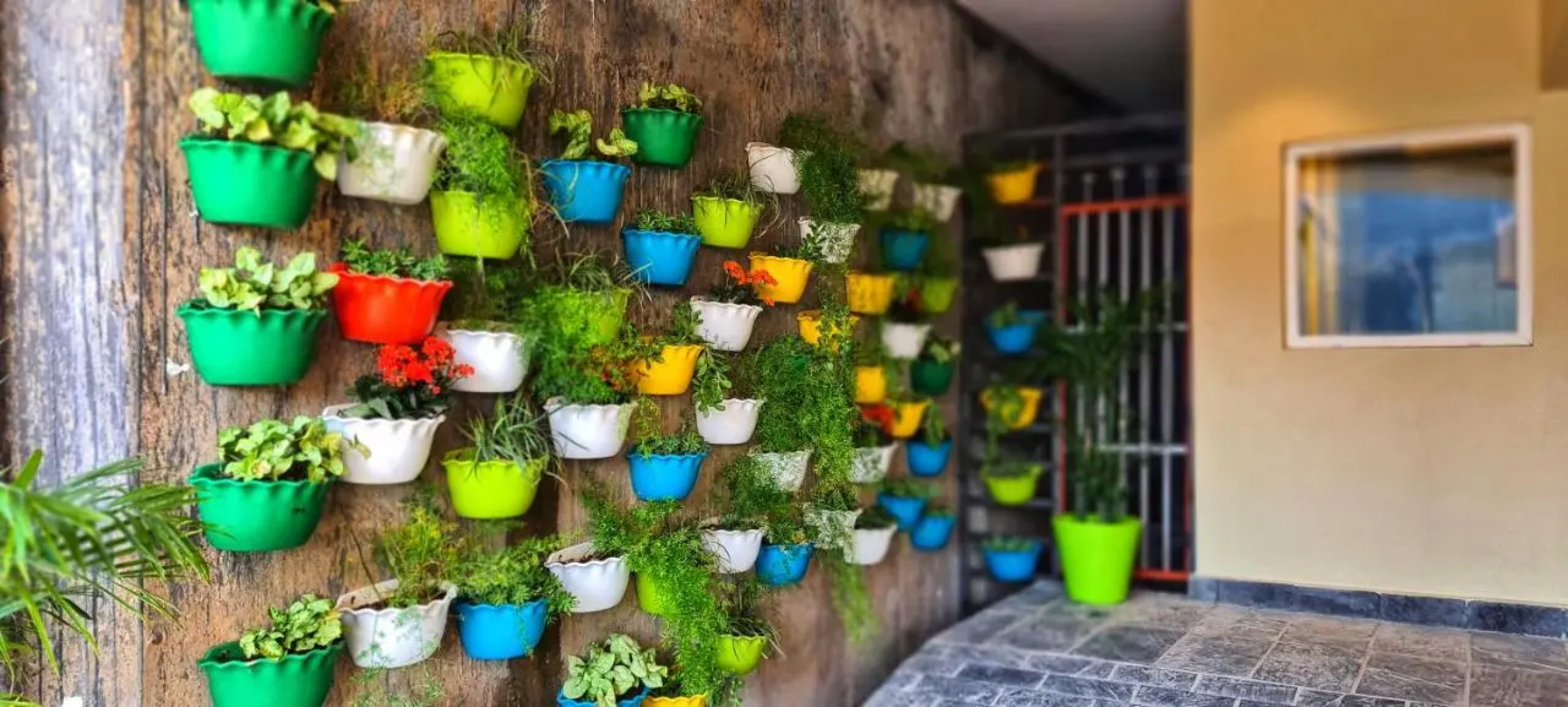 Justa Birding, Dharamshala