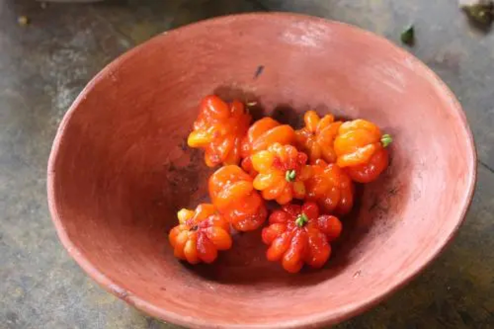 Sachahuasca Backpacker