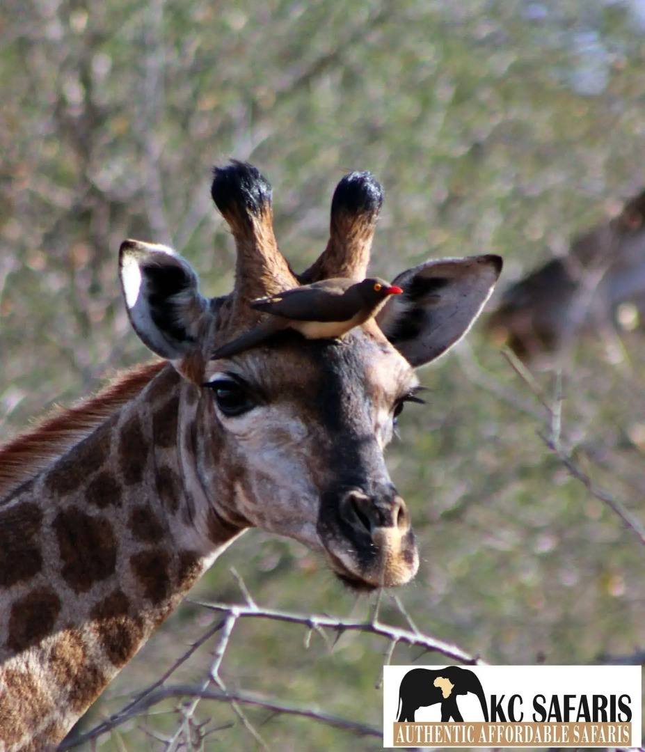 Roamers Rest Safari Lodge