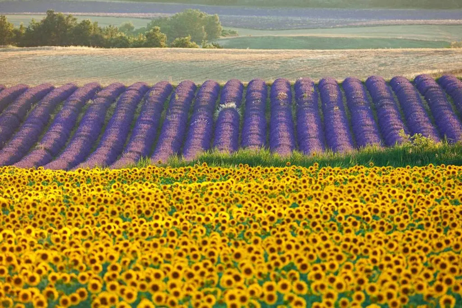 Les Jardins de Baracane