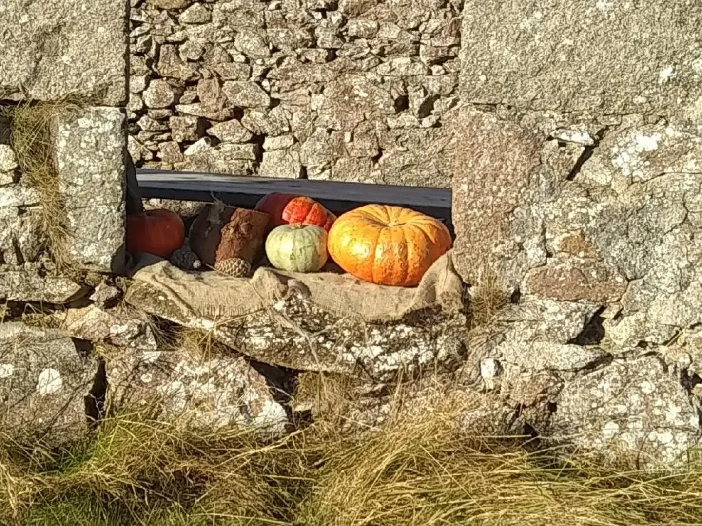 The Tall Pines Studio