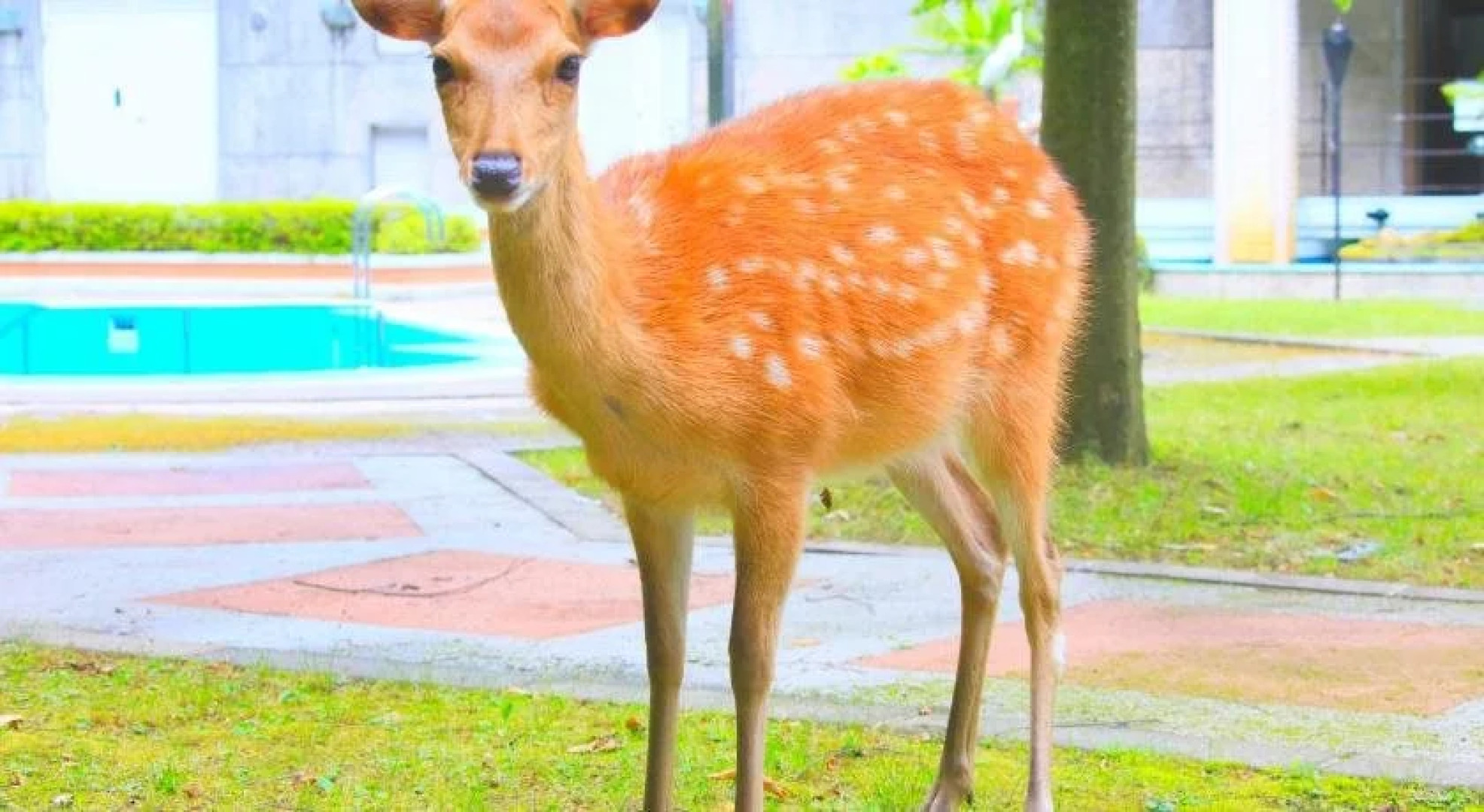 Reyzenit Kinosaki Suite Villa