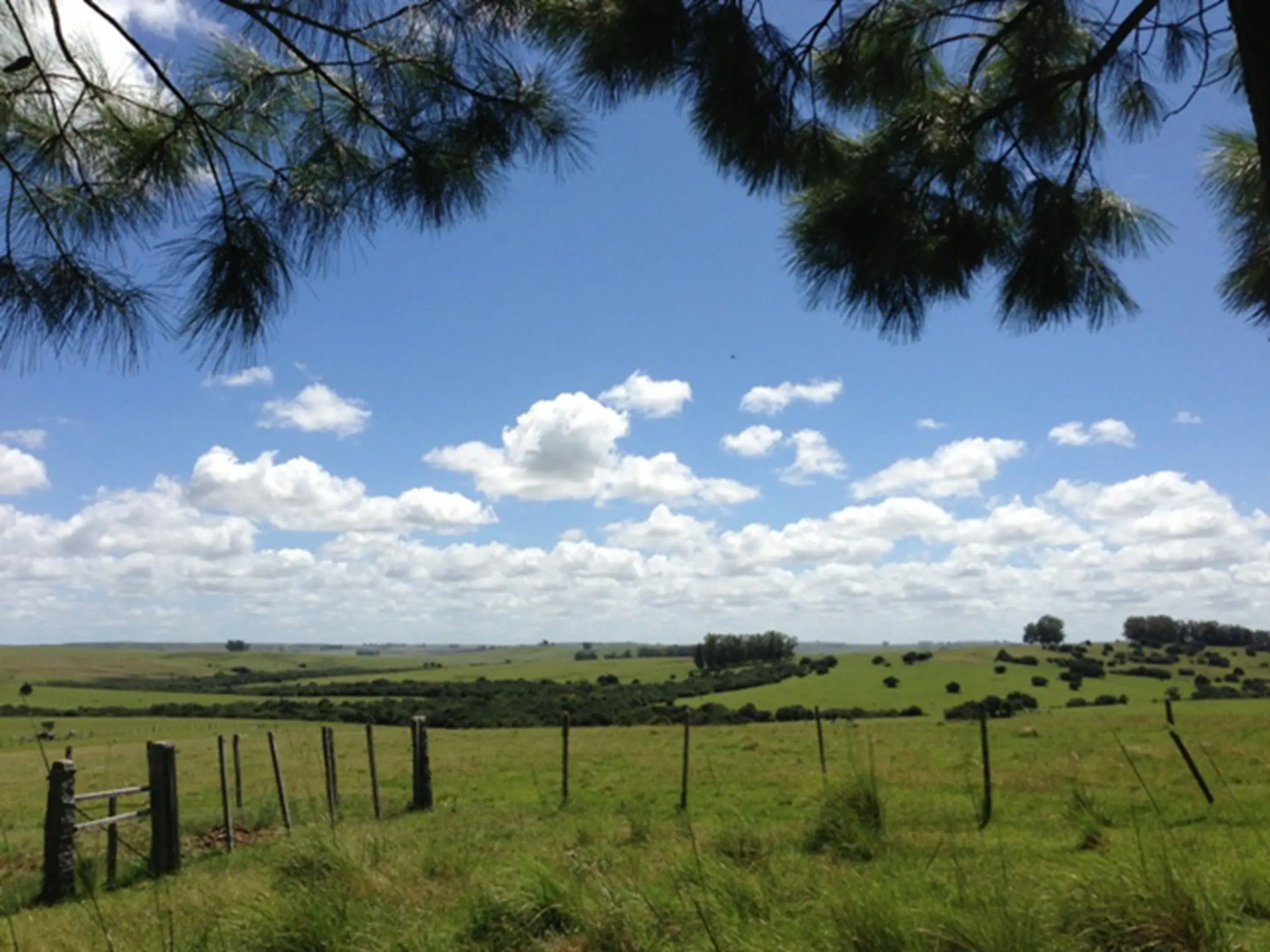 Pinos de la Quebrada