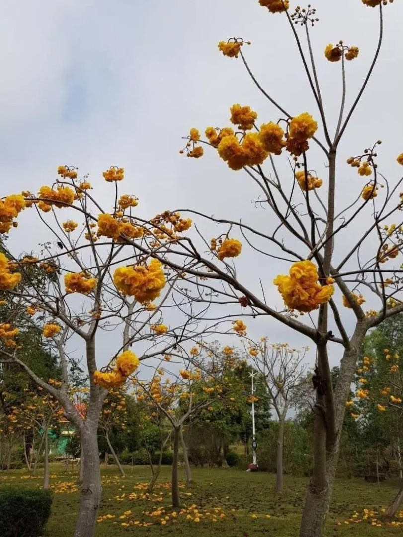 Suan Phueng Pa Wai Resort