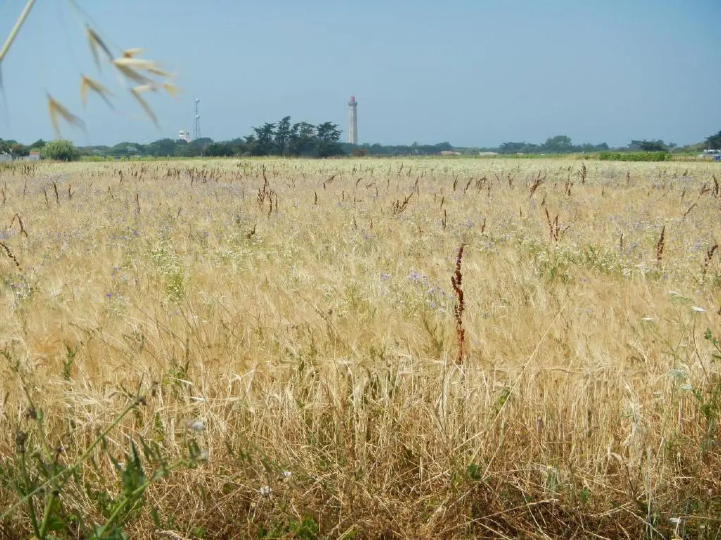 Villas Ré Locations Vacances