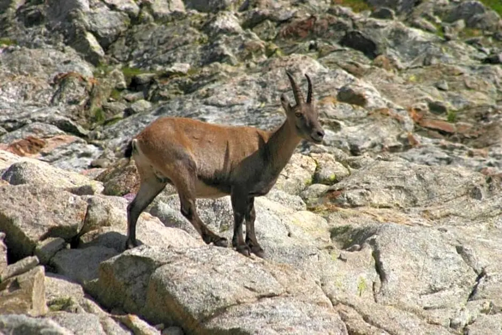Chambres d'hôtes Le grand chalet