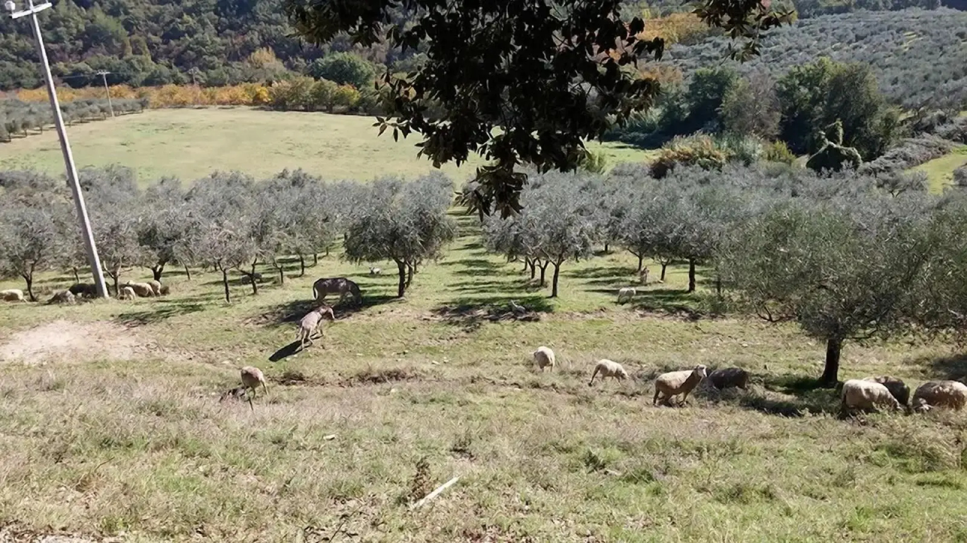 Società Agricola F.lli Angelucci