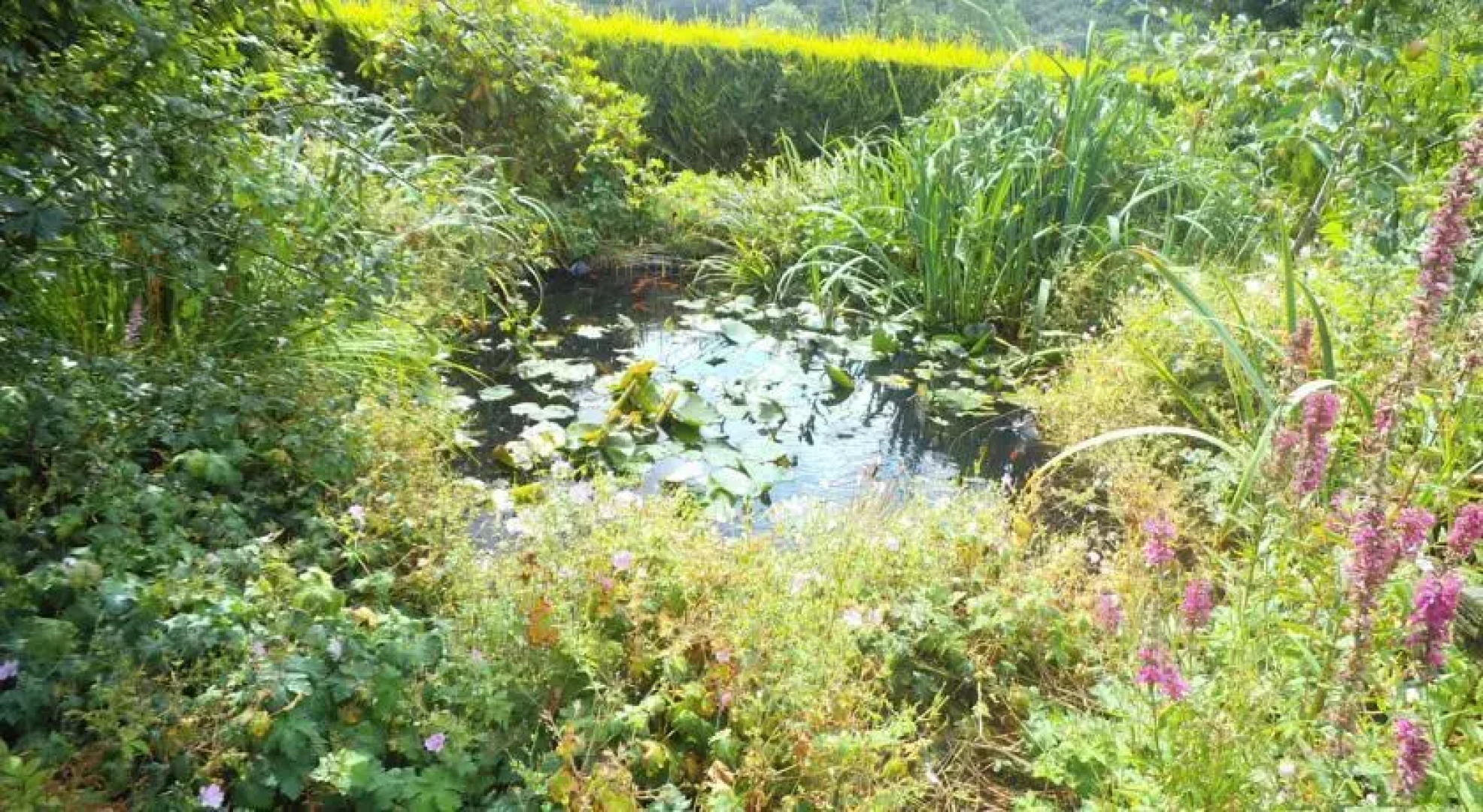 B&B Meadow View Bentwitchen