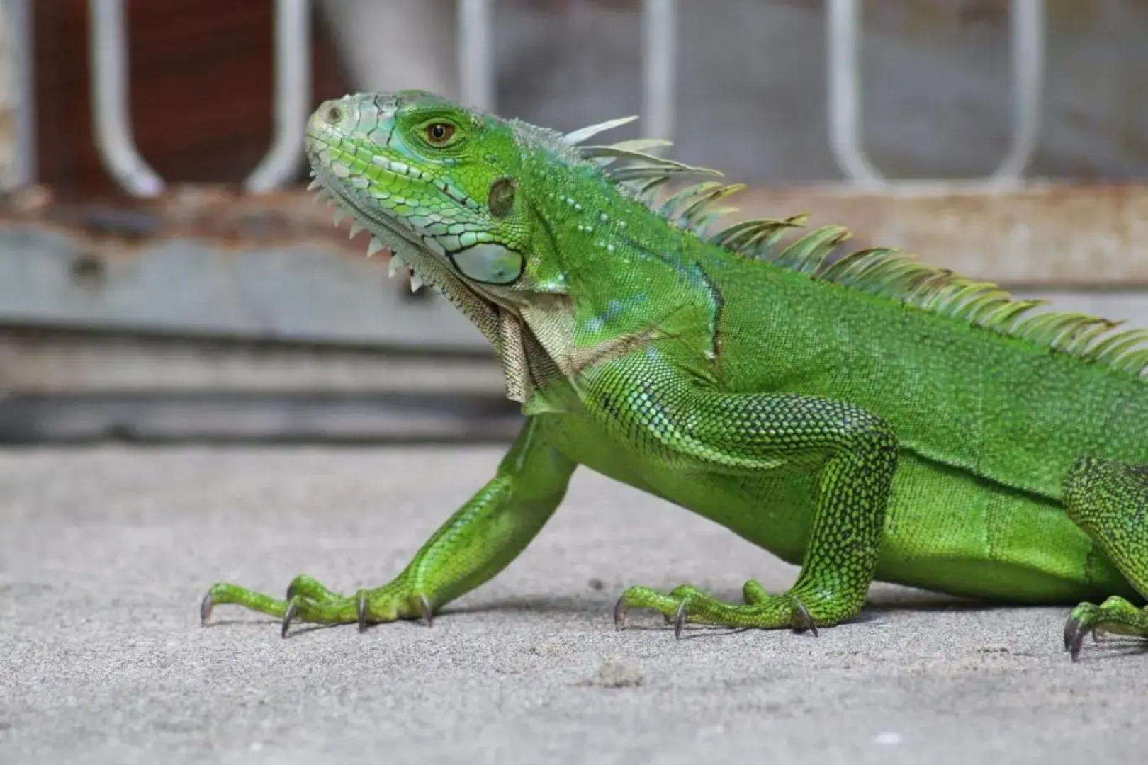 Studio ds résidence sécurisée avec vue & accès à la mer .