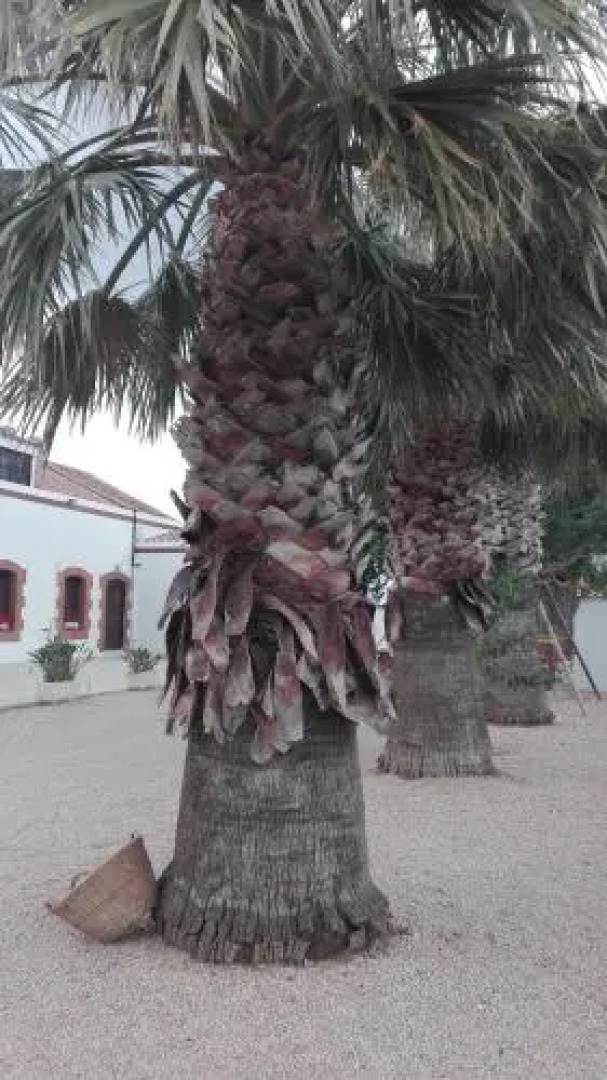 Casilla del mas d'Avall