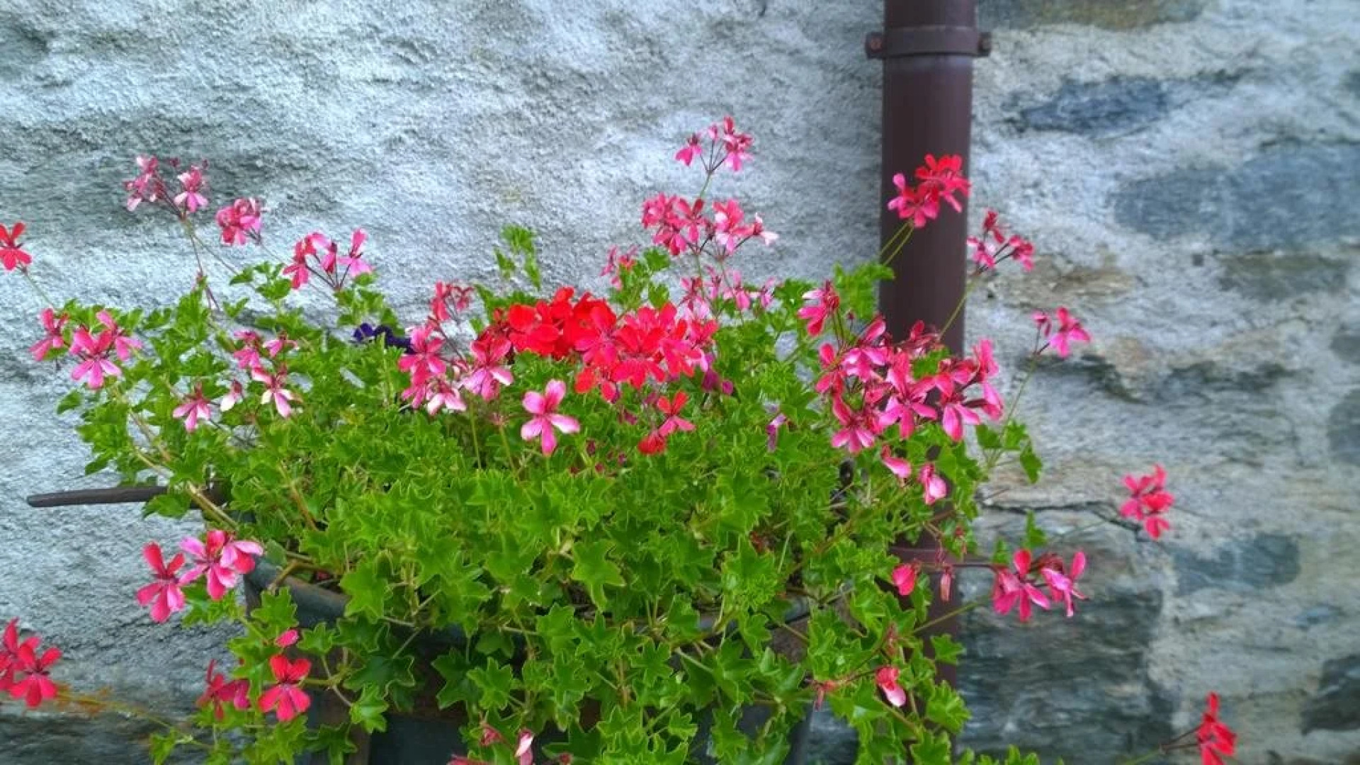 Pensione Ristorante Selva