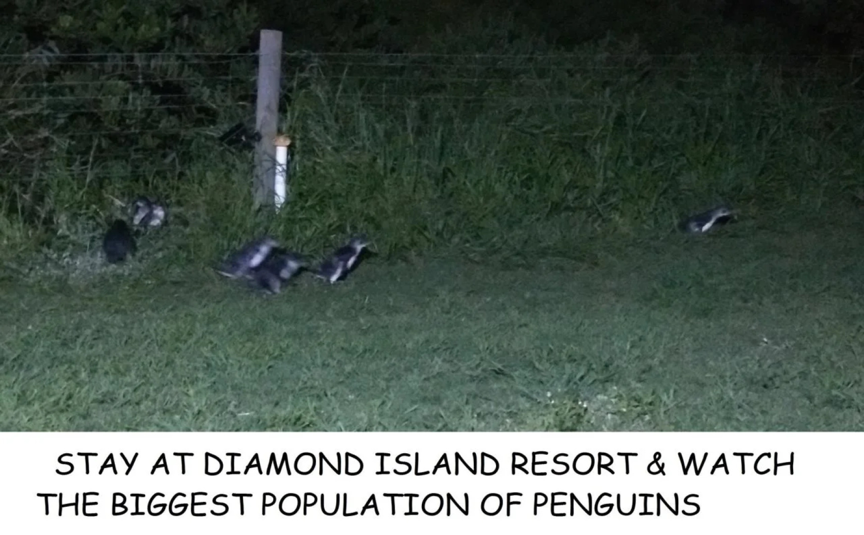 Diamond Island Resort & Penguin viewing