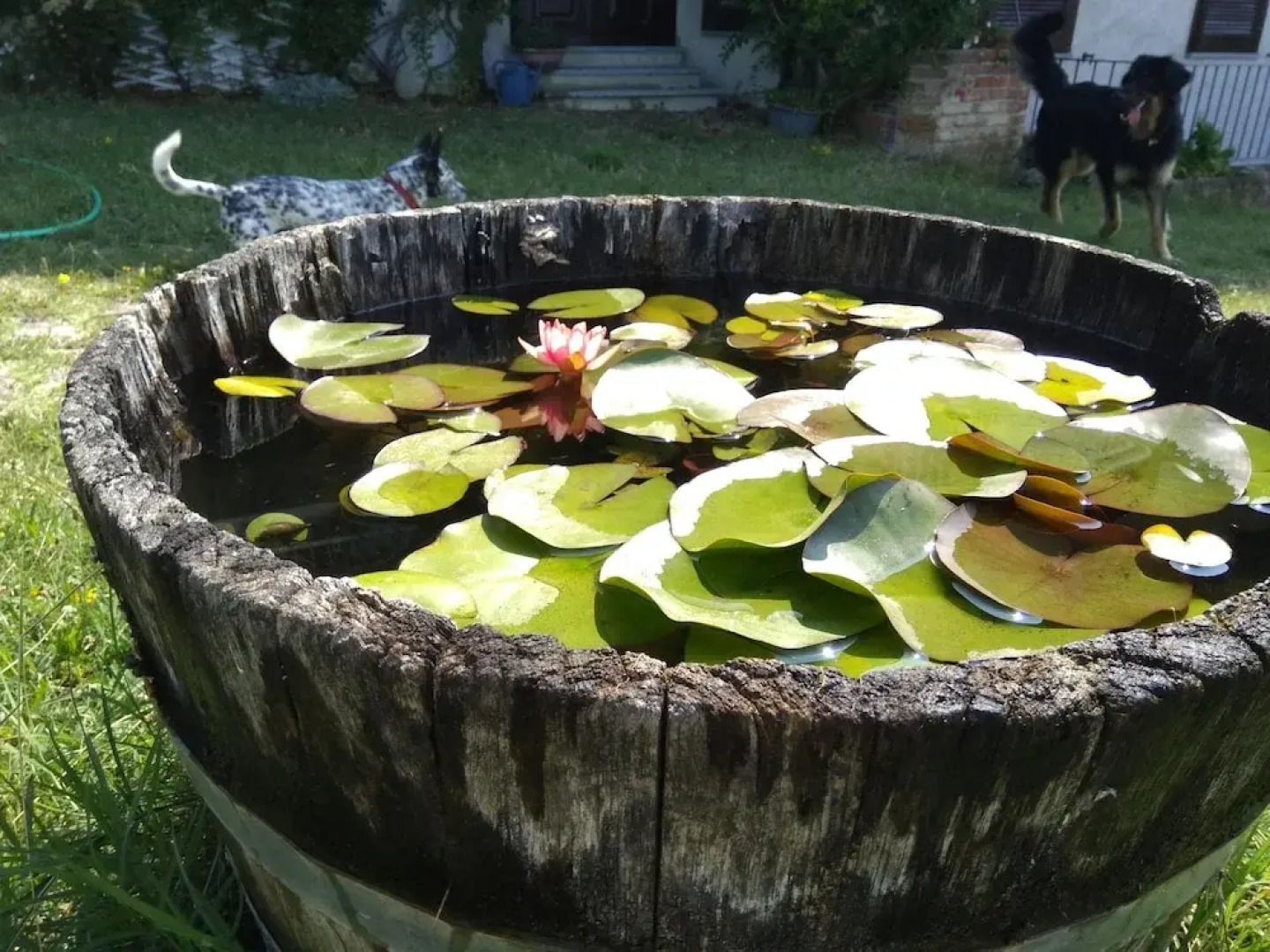 The Grape Pergola House