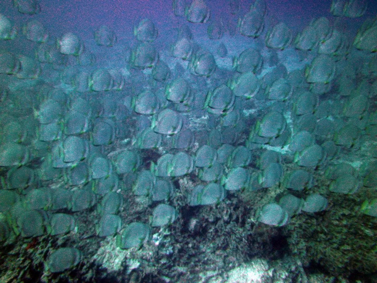 Tropico Scuba Diving Resort