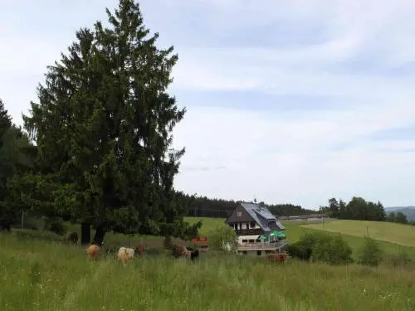 Café Pfaus Heidburg