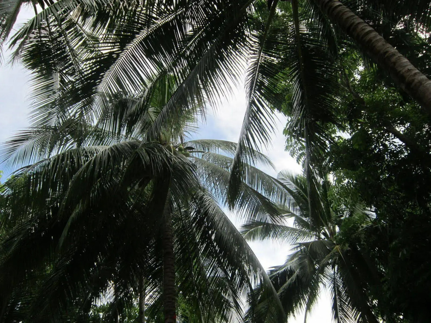 OYO 446 MB Sunrise View Resort